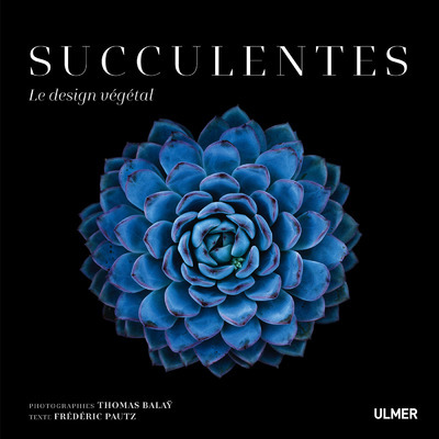 Succulentes - Le design végétal