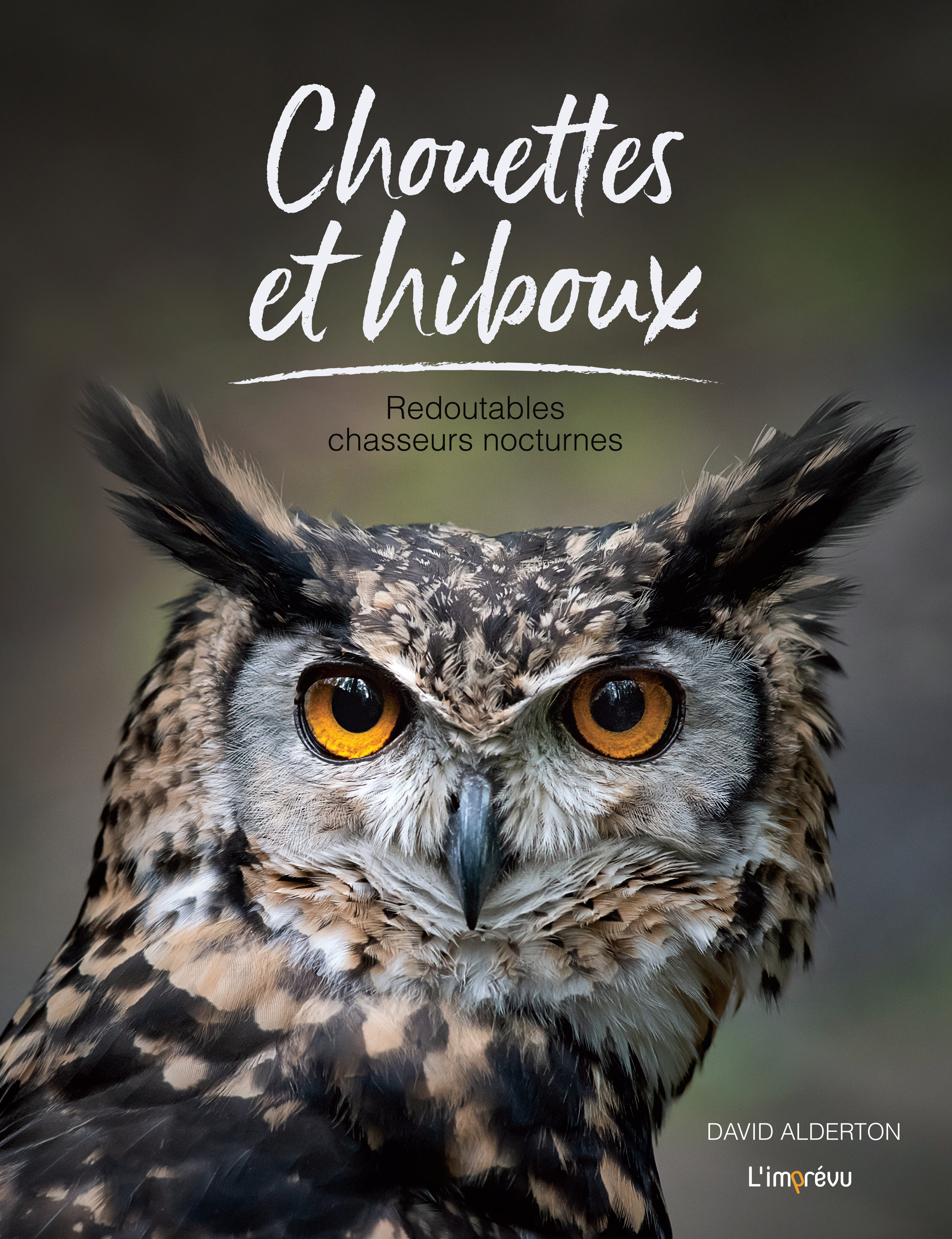 Chouettes et hiboux