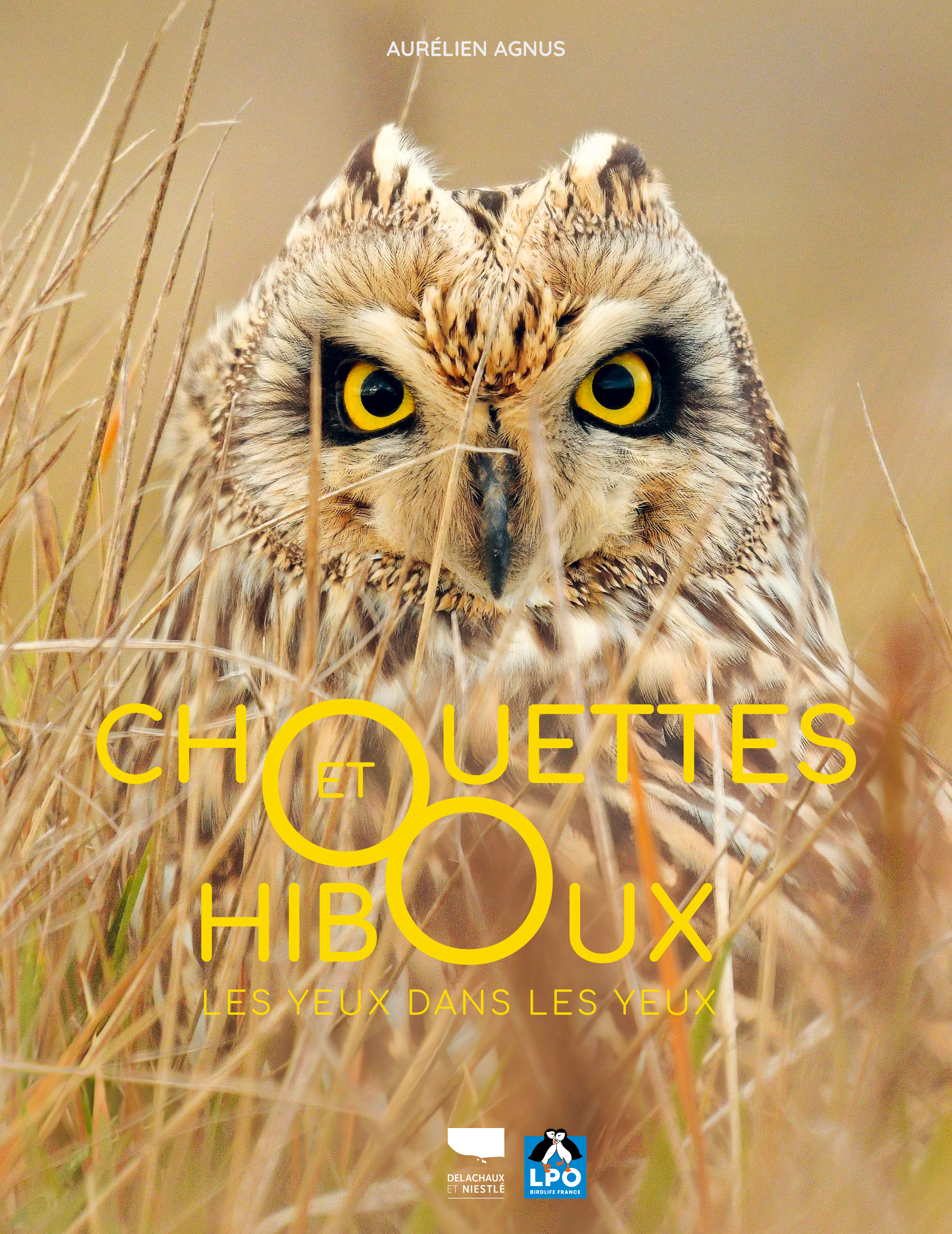 Chouettes et hiboux