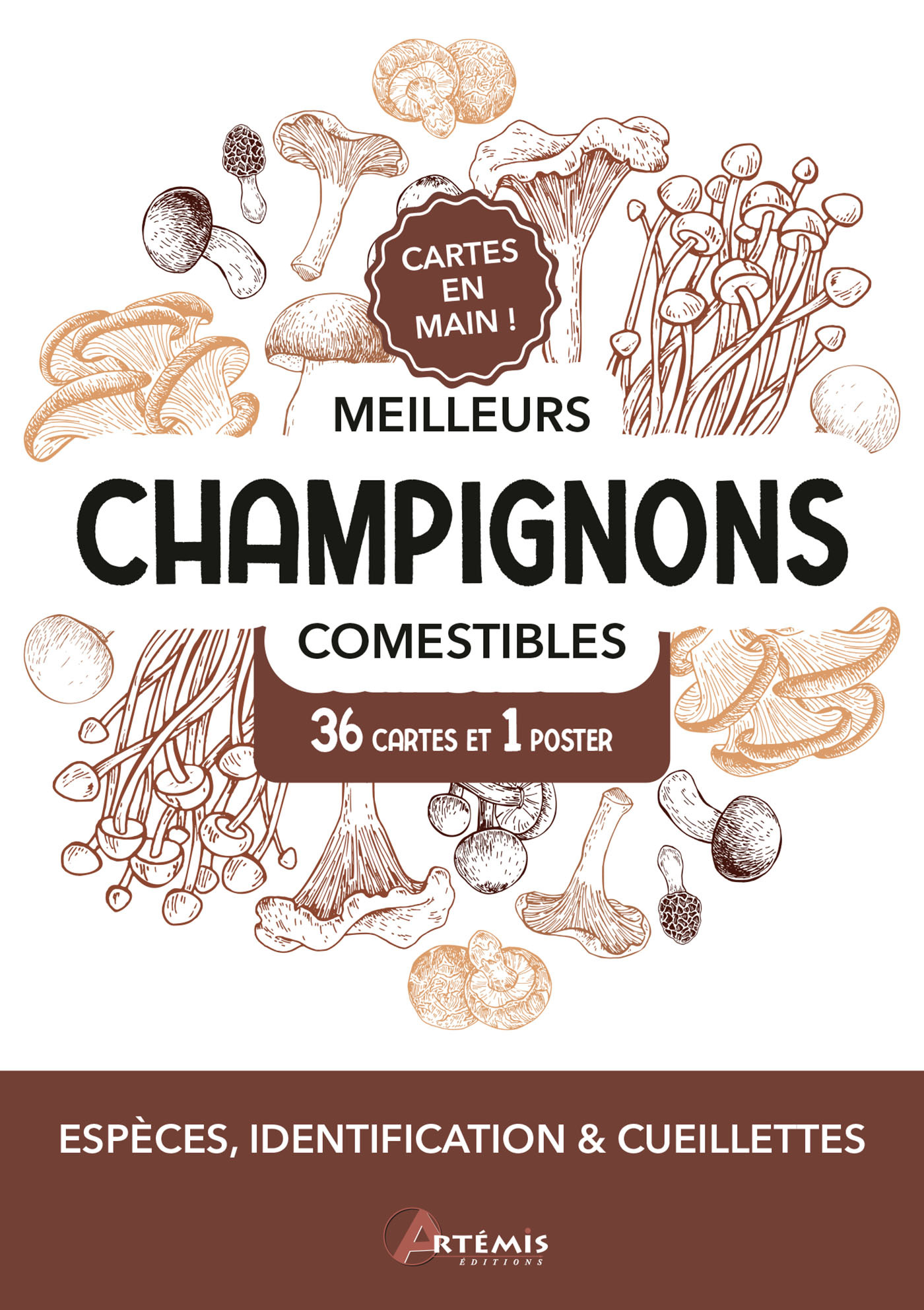 Meilleurs champignons comestibles