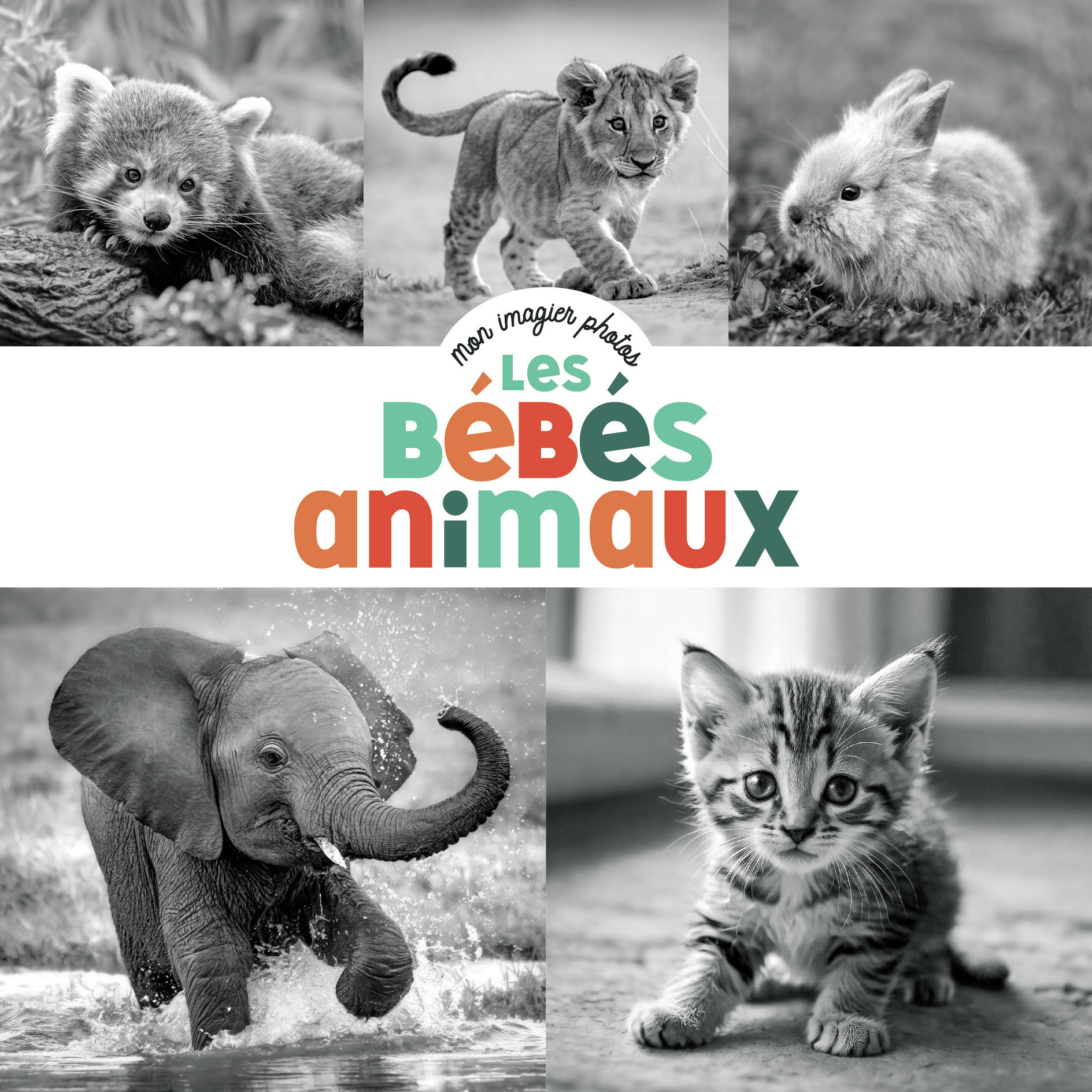 Mon imagier photos - Les bébés animaux