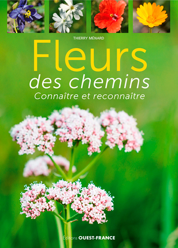 FLEURS DES CHEMINS
