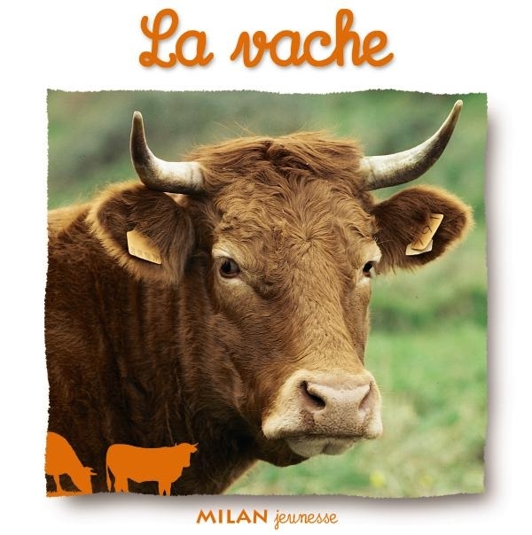 VACHE