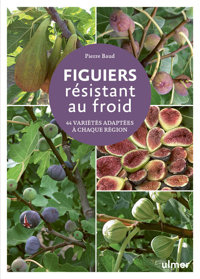 FIGUIERS RESISTANT AU FROID - 44 VARIETES ADAPTEES A CHAQUE REGION