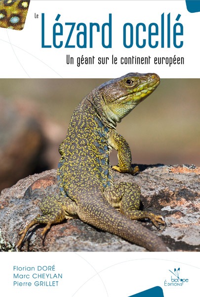 LEZARD OCELLE - UN GEANT SUR LE CONTINENT EUROPEEN
