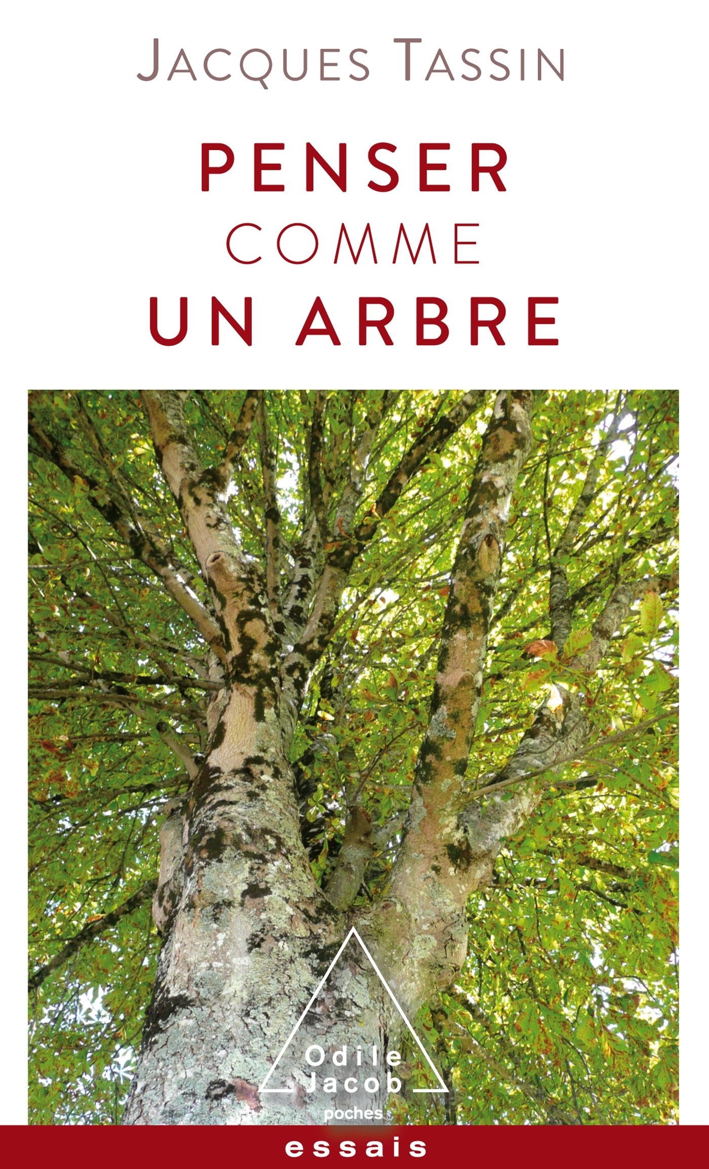 PENSER COMME UN ARBRE