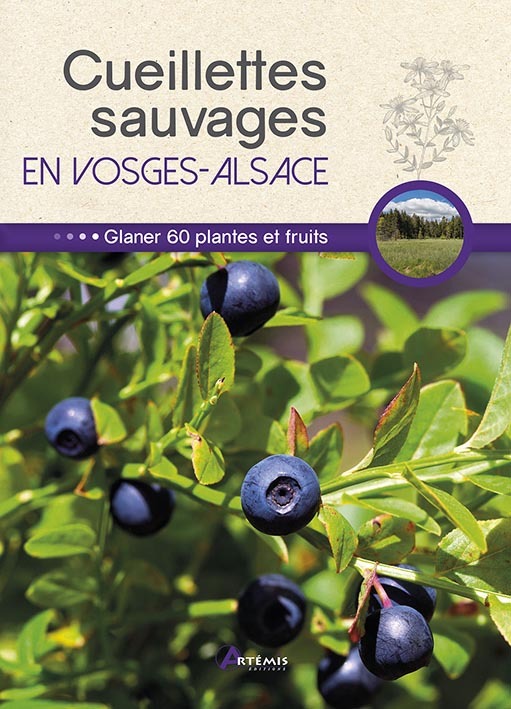 CUEILLETTES SAUVAGES EN VOSGES-ALSACE