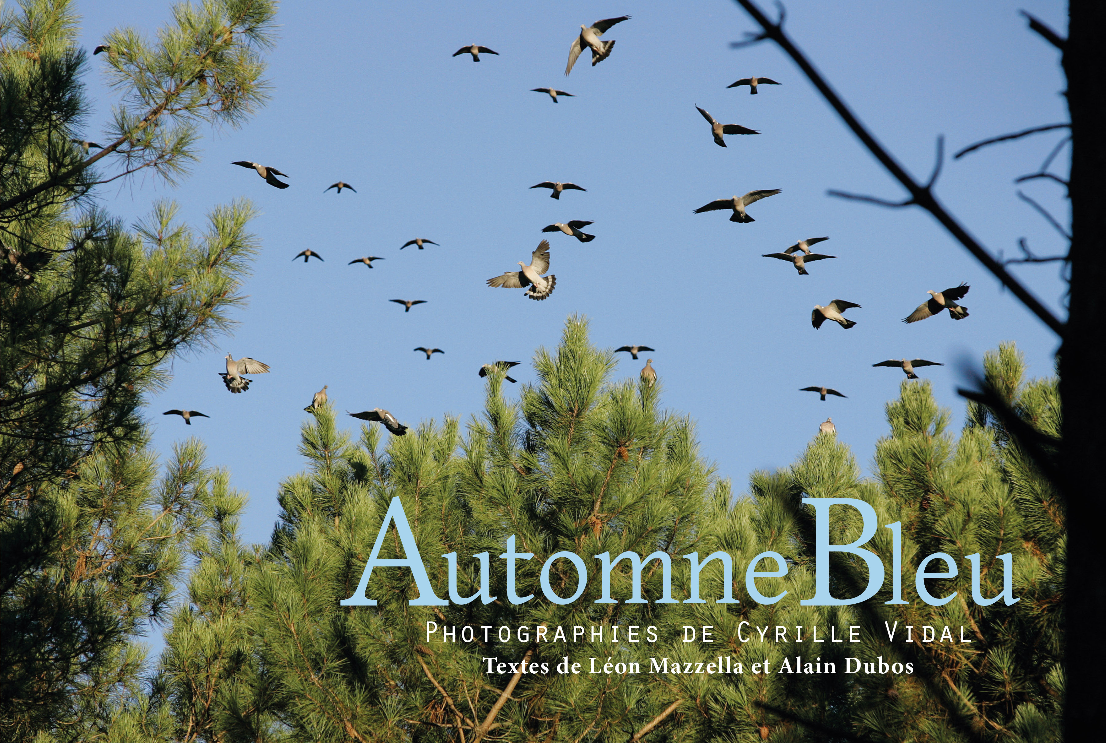 AUTOMNE BLEU , CHASSE A LA PALOMBE