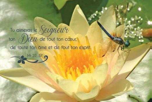 LOT DE 20 - CARTE SIMPLE PHOTO NATURE TU AIMERAS LE SEIGNEUR - VENDU PAR LO