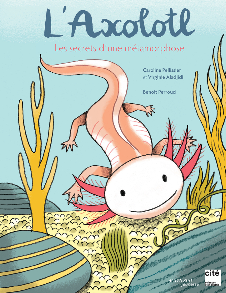 AXOLOTL, LES SECRETS D´UNE METAMORPHOSE